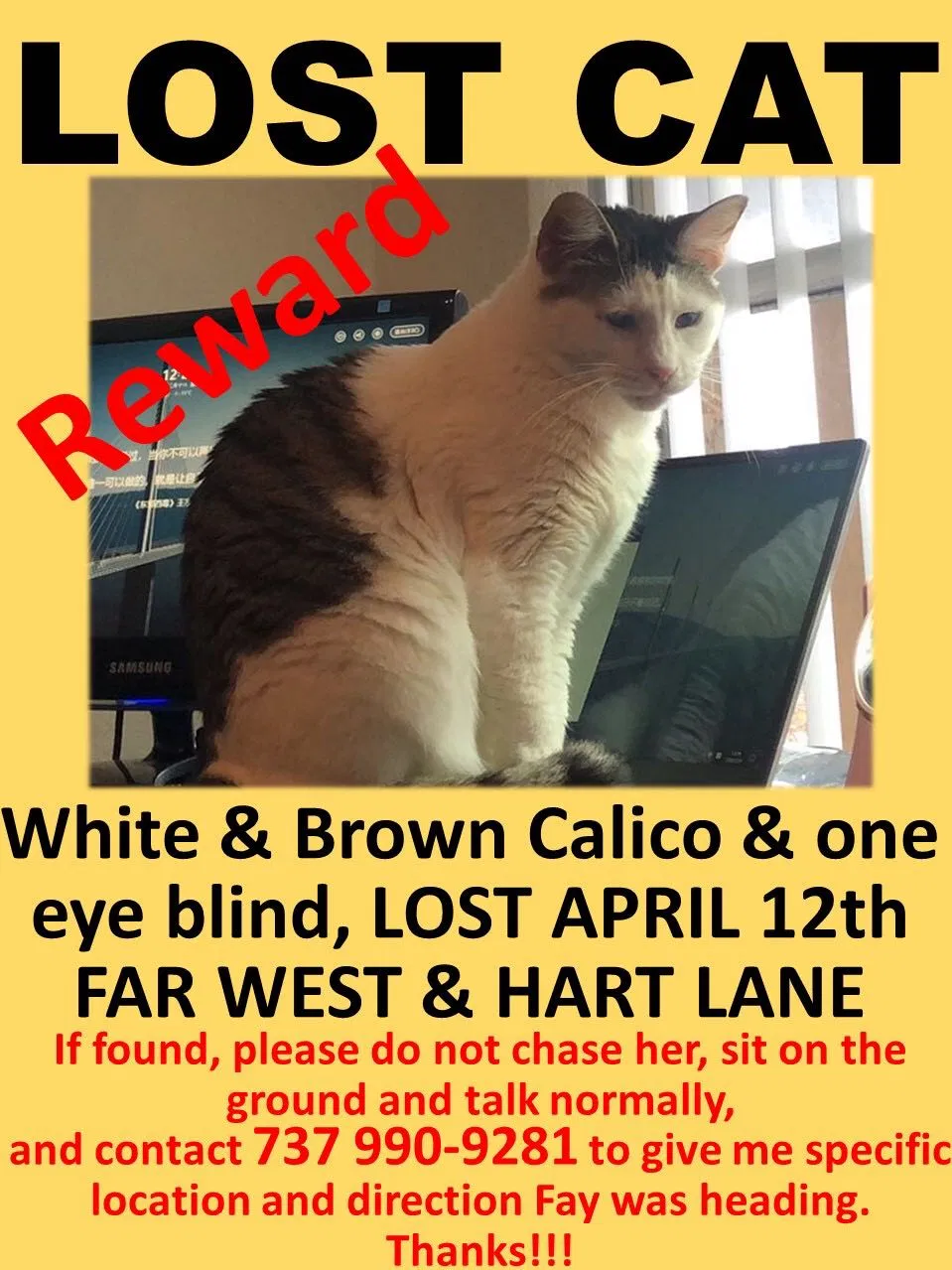 Lost cat in Austin, TX, 78731