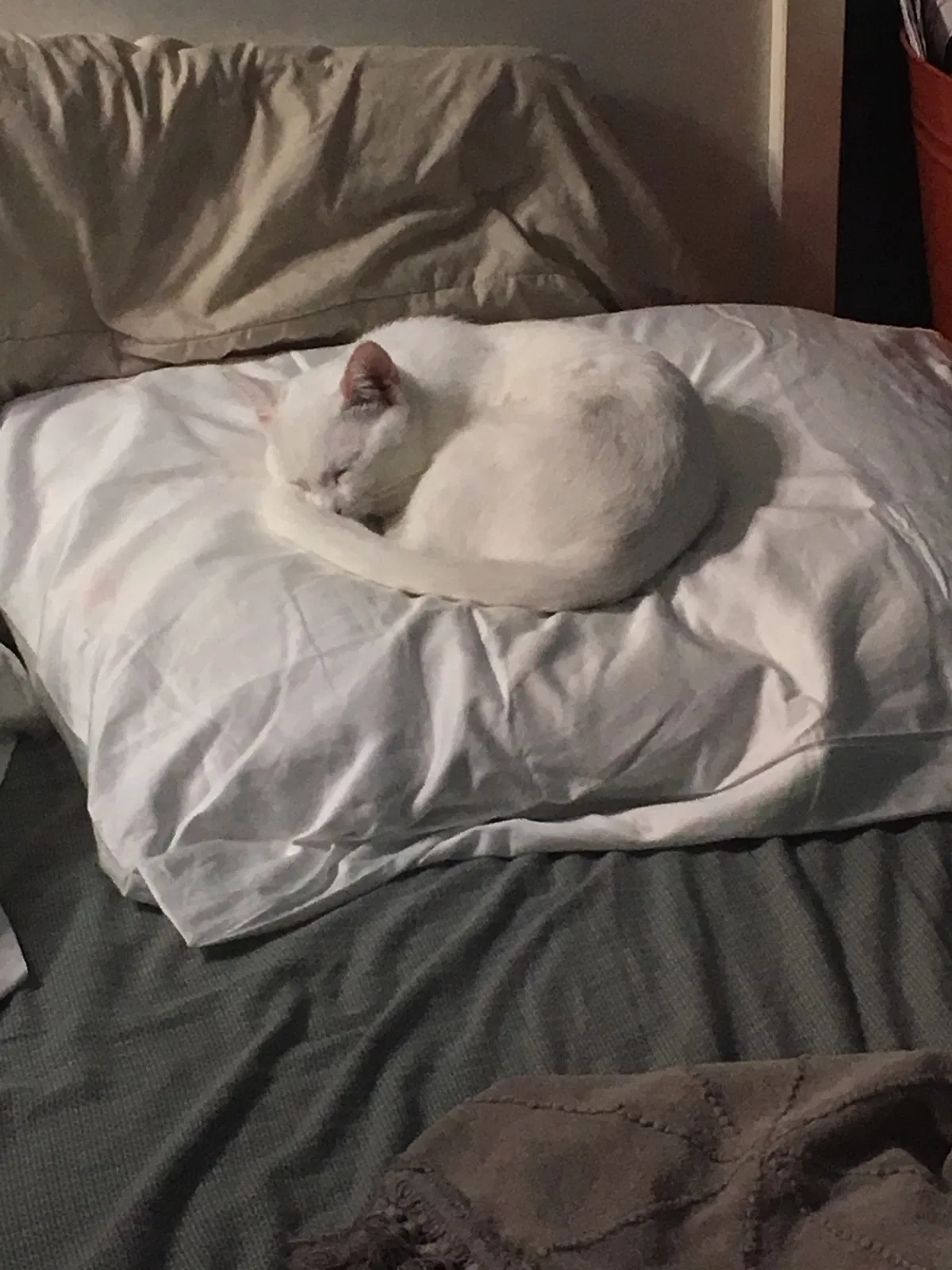 Lost cat in Homestead, FL, 33032
