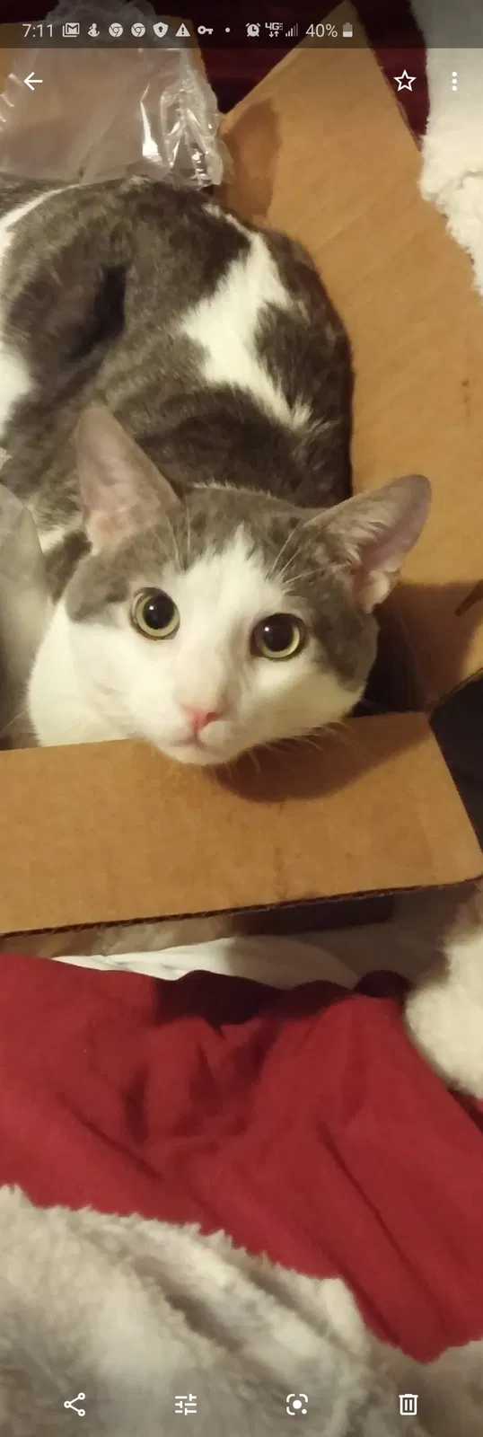 Lost cat in Sylvania, OH, 43560