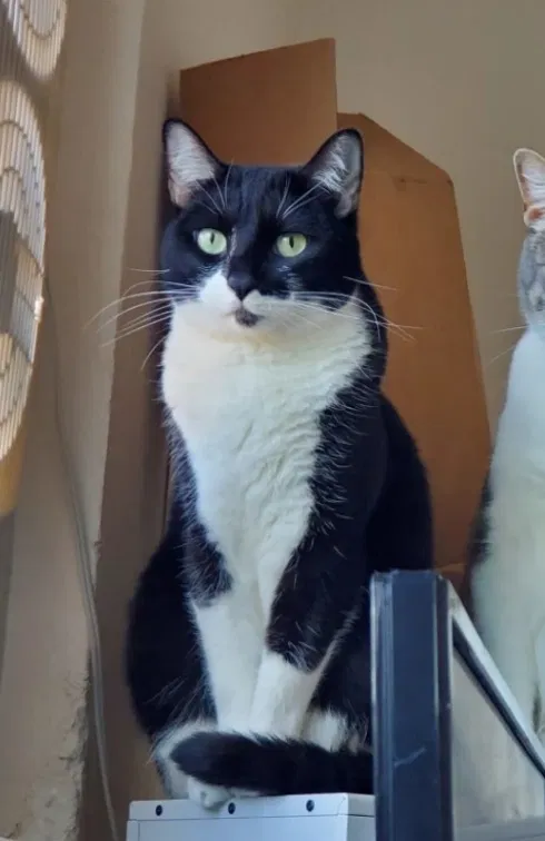 Lost cat in Oakland, CA, 94601