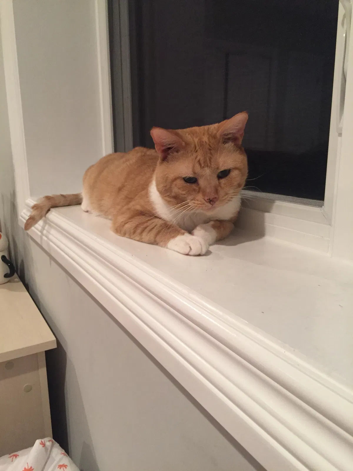 Lost cat in Chicago, IL, 60609