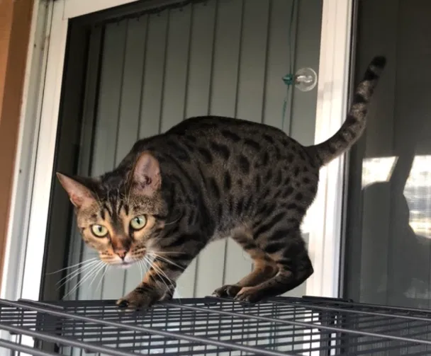 Lost cat in Cape Coral, FL, 33991