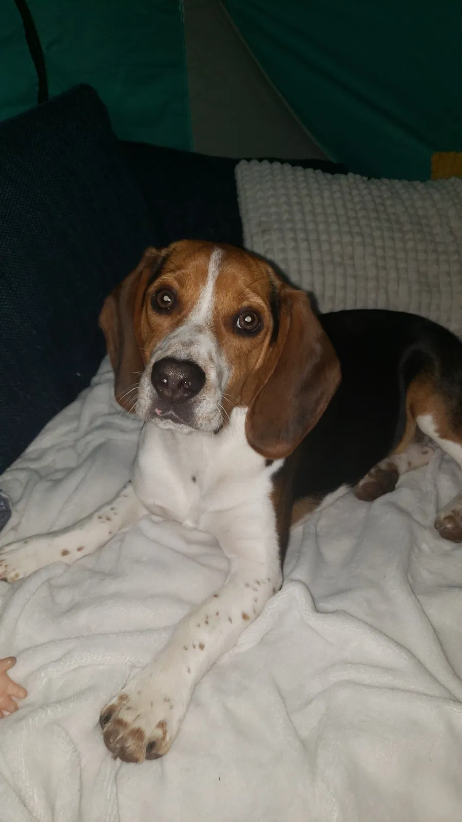 Lost dog in Chicago, IL, 60641