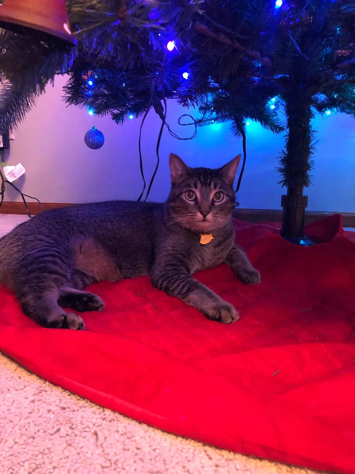 Lost cat in Fort Wayne, IN, 46845