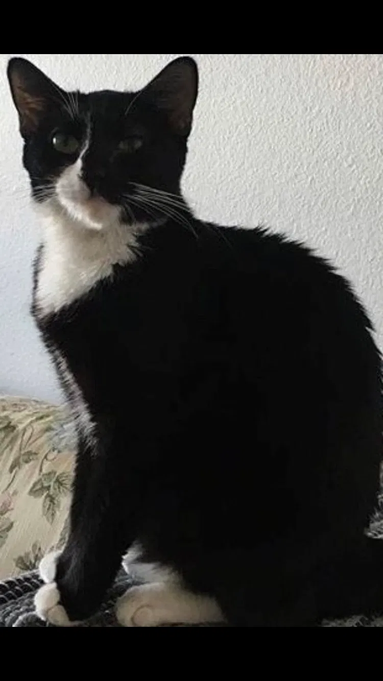 Lost cat in Tempe, AZ, 85281