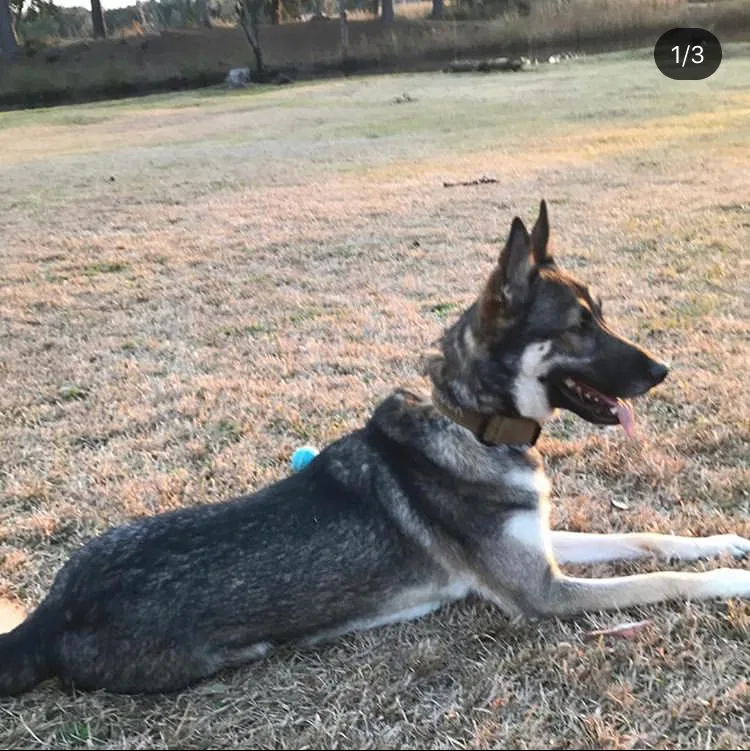 Lost dog in Savannah, GA, 31419