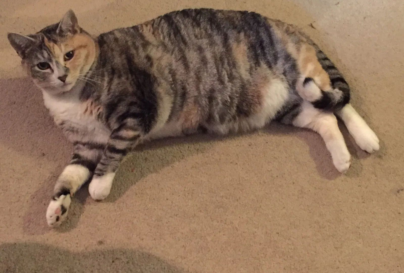 Lost cat in Spartanburg, SC, 29301