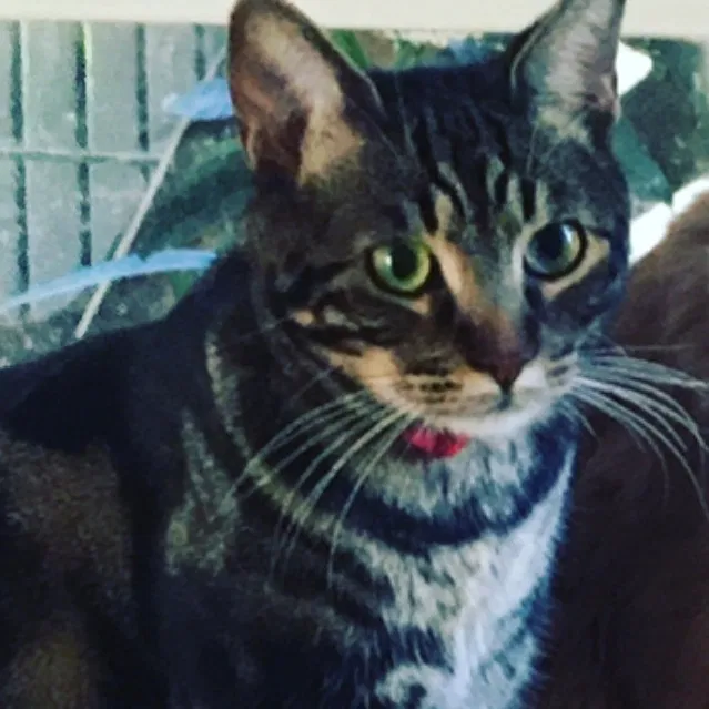 Lost cat in Los Angeles, CA, 90068