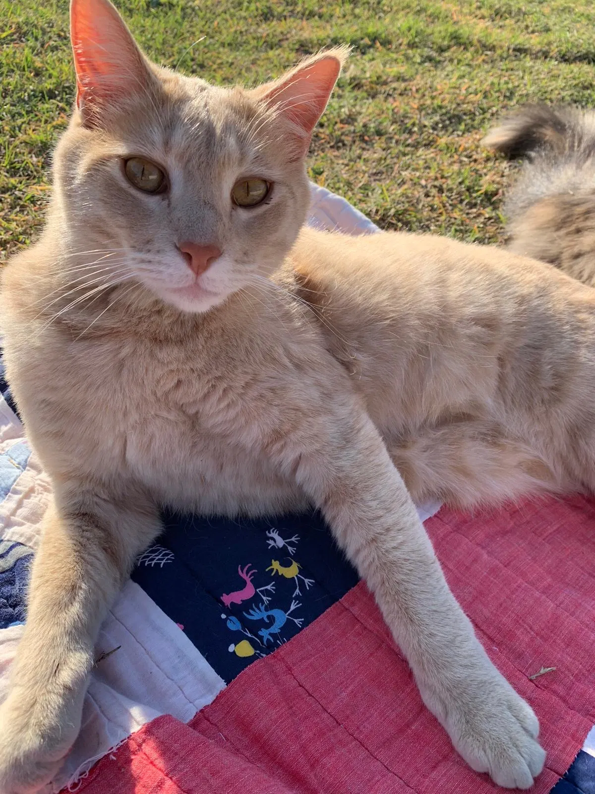 Lost cat in Lubbock, TX, 79423