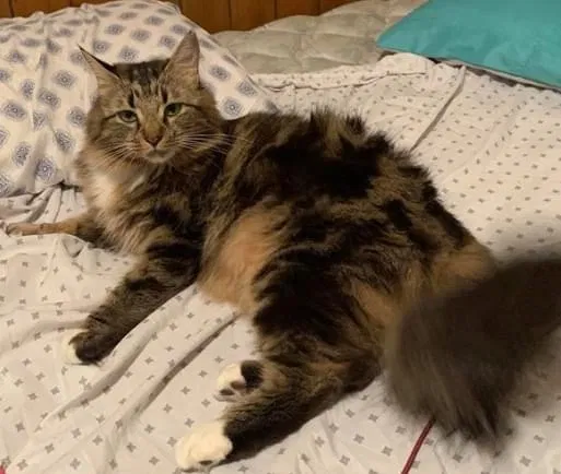 Lost cat in Wyandotte, MI, 48192