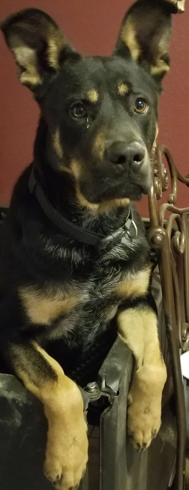Lost dog in Dallas, TX, 75227