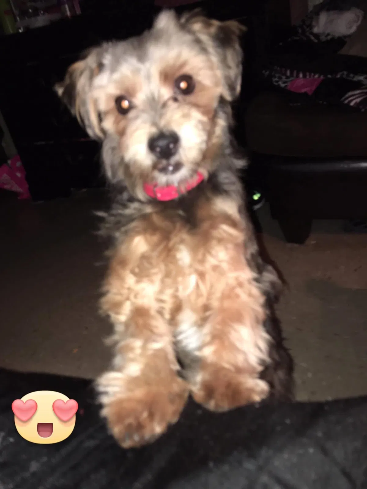 Lost dog in Brooklyn, NY, 11211
