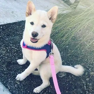 Lost dog in Fullerton, CA, 92833