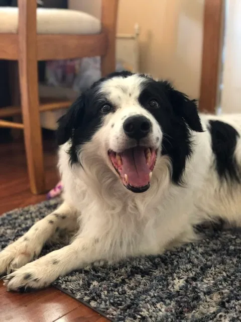 Lost dog in Olympia, WA, 98501
