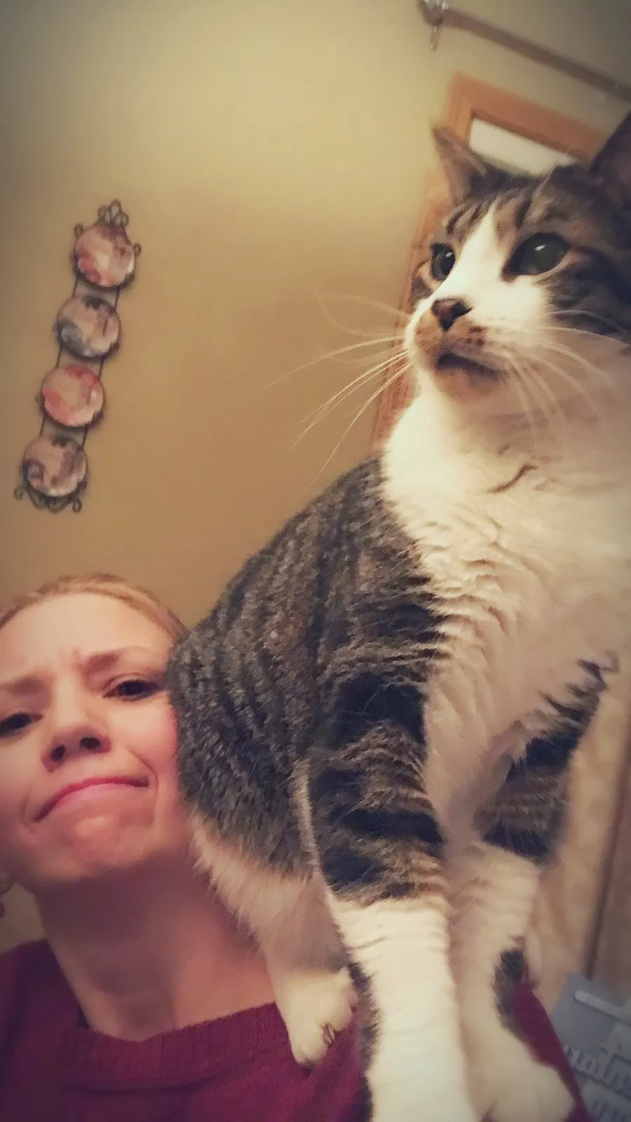 Lost cat in Fort Collins, CO, 80524