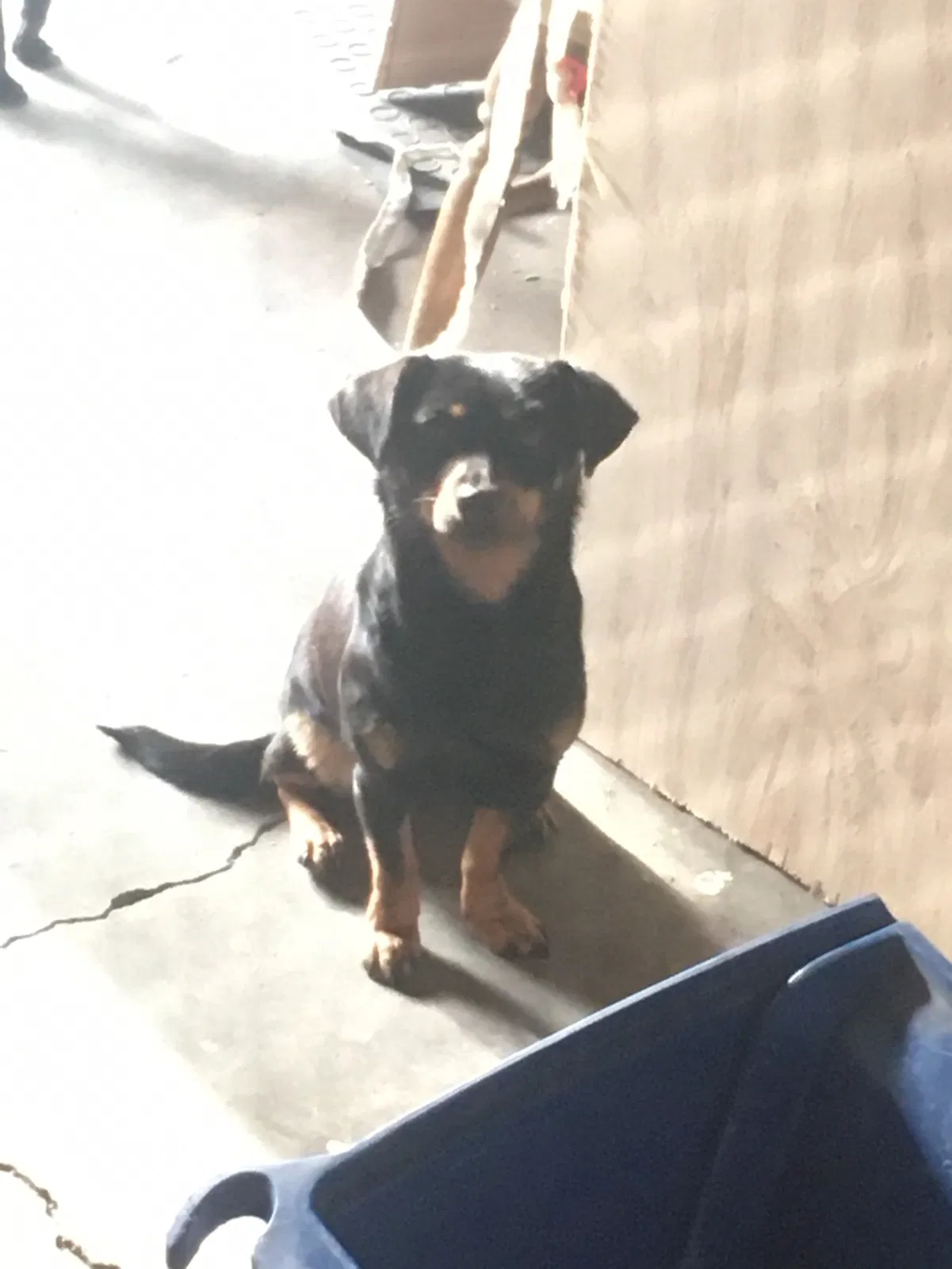 Lost dog in Atwater, CA, 95301