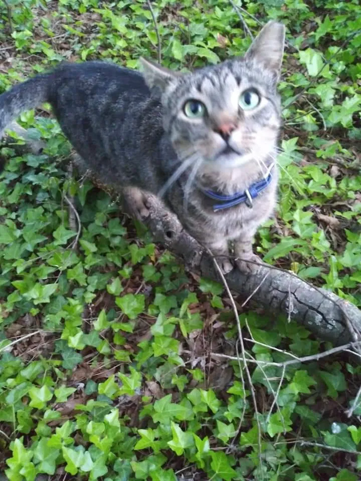 Lost cat in Greensboro, NC, 27403