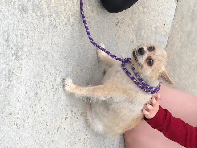 Found dog in Corona, CA, 92883