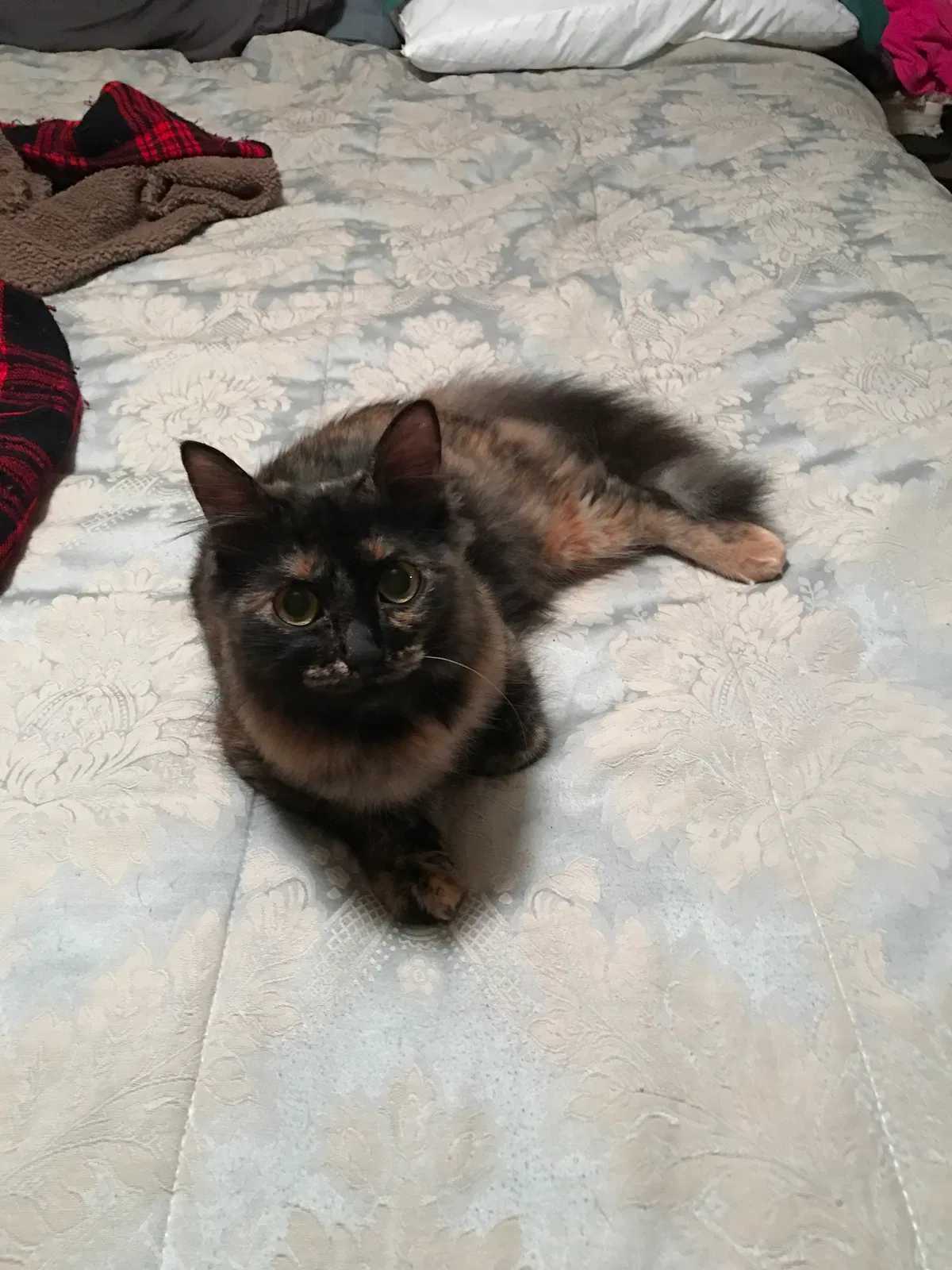 Lost cat in Hernando, FL, 34442