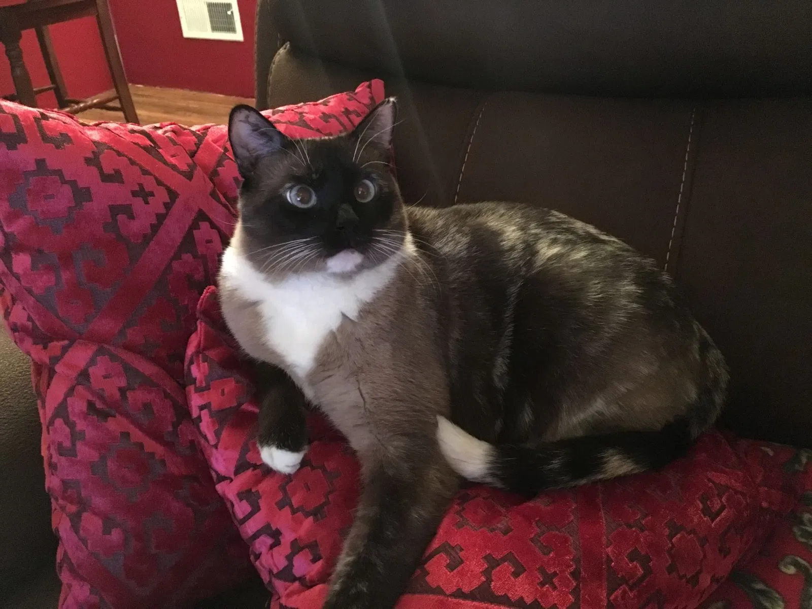 Lost cat in Castle Rock, CO, 80109
