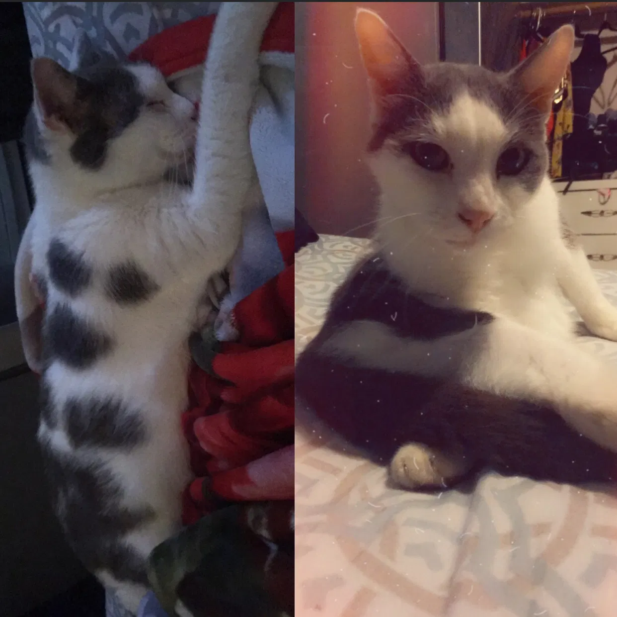 Lost cat in Arlington, TX, 76015