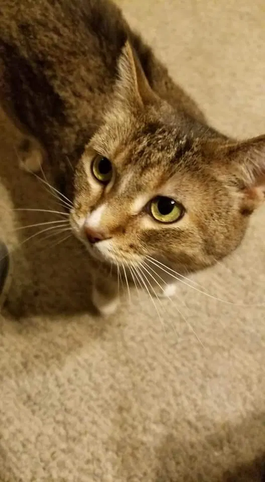 Lost cat in Coralville, IA, 52241