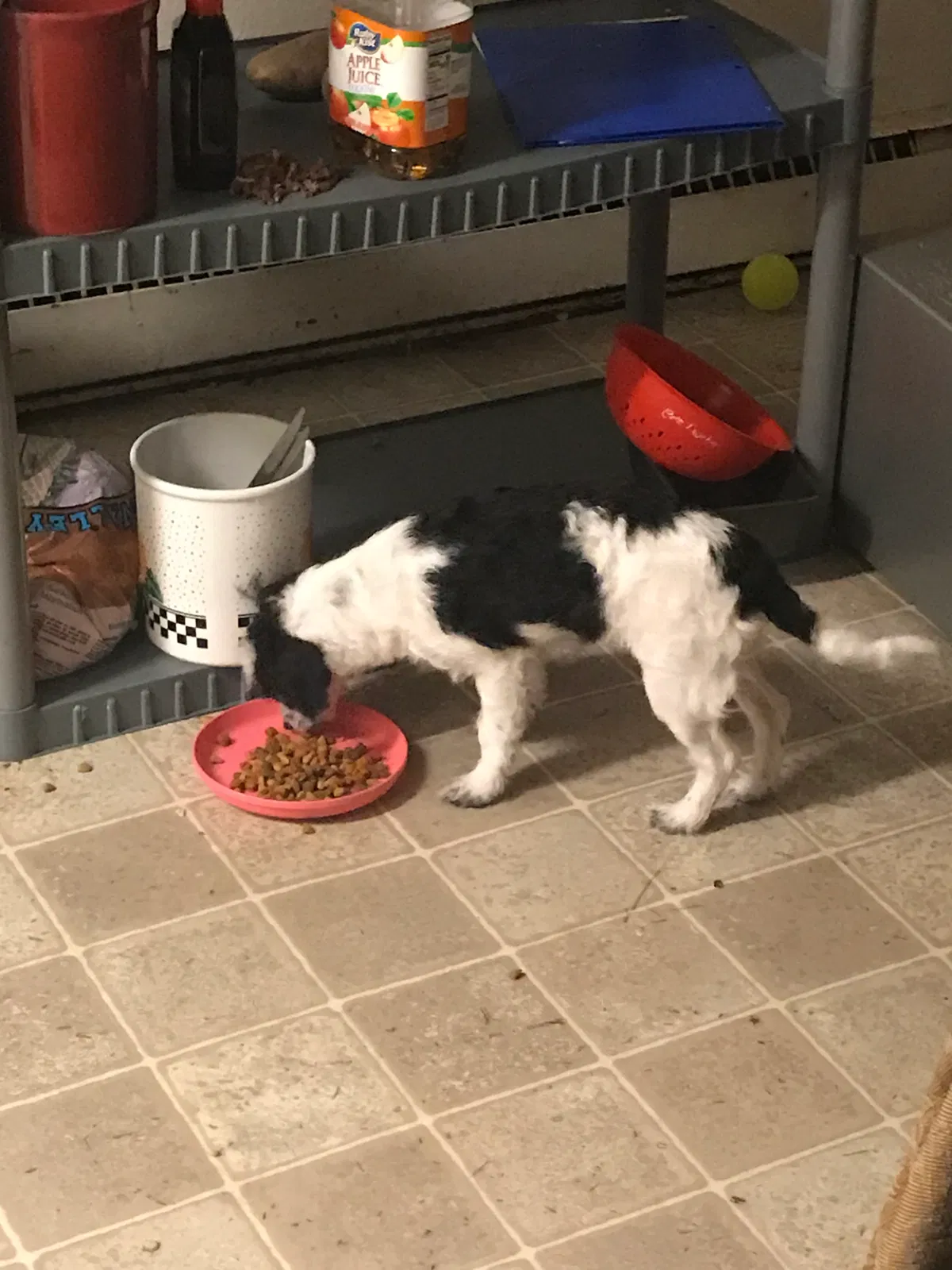 Lost dog in Lakewood, WA, 98498
