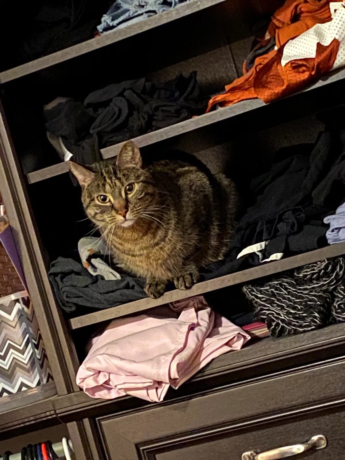 Lost cat in West Jordan, UT, 84084