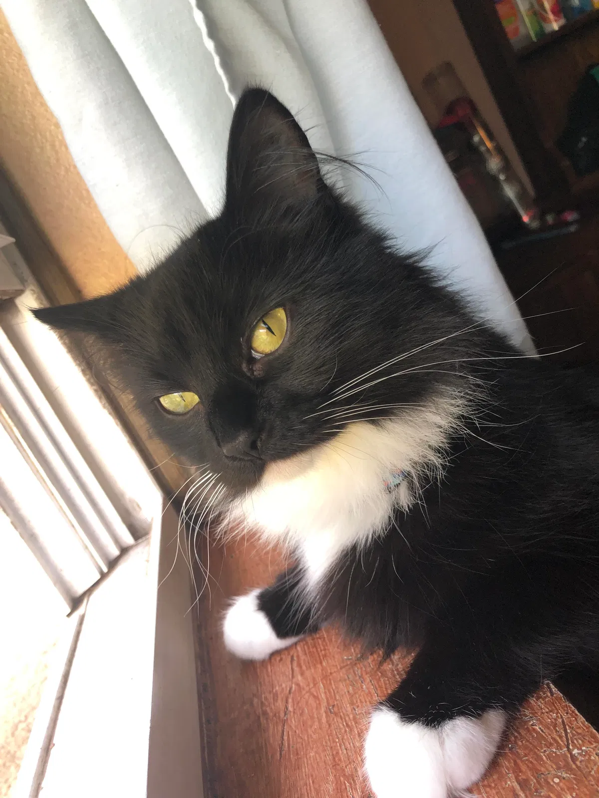Lost cat in Rainier, OR, 97048