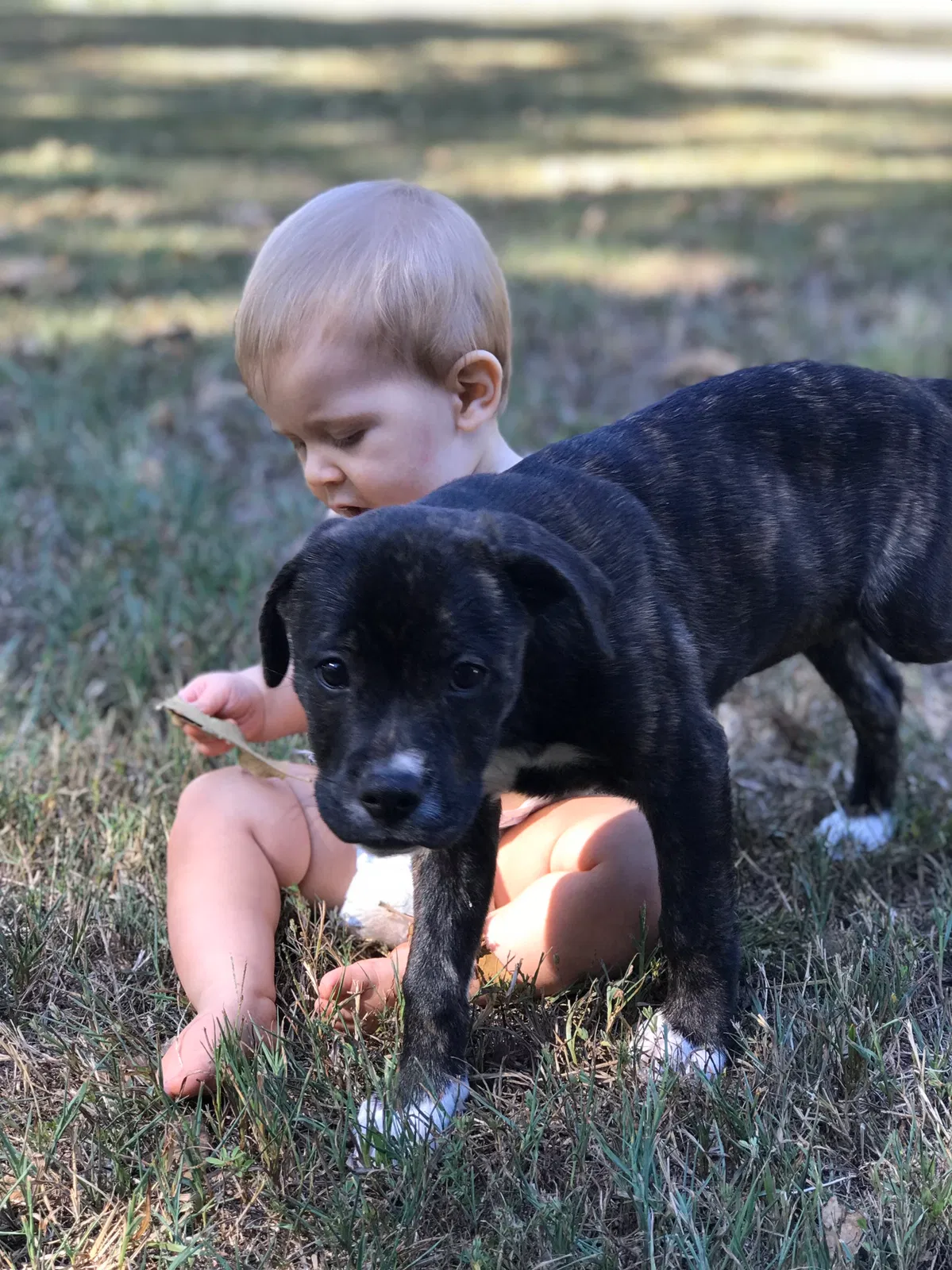 Lost dog in Fairview, TN, 37062