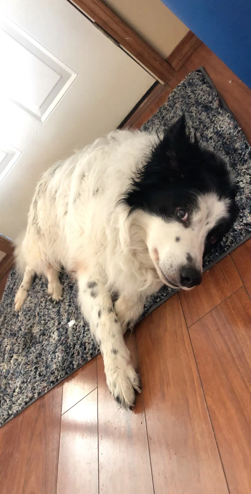 Lost dog in Olympia, WA, 98501