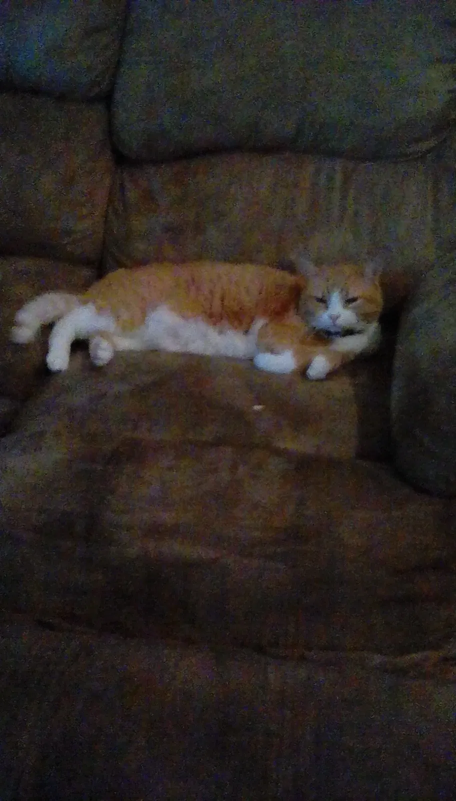 Lost cat in Olathe, KS, 66062