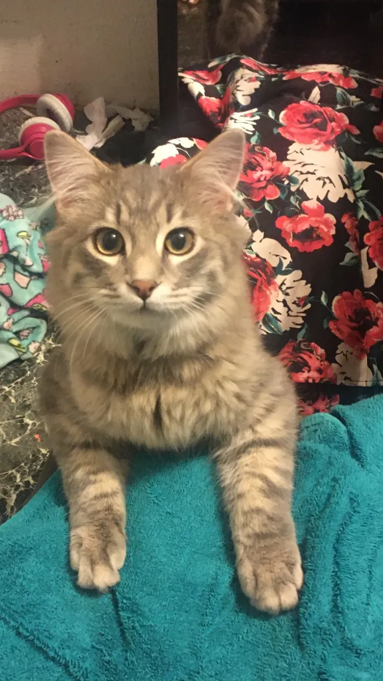 Lost cat in Greeley, CO, 80634