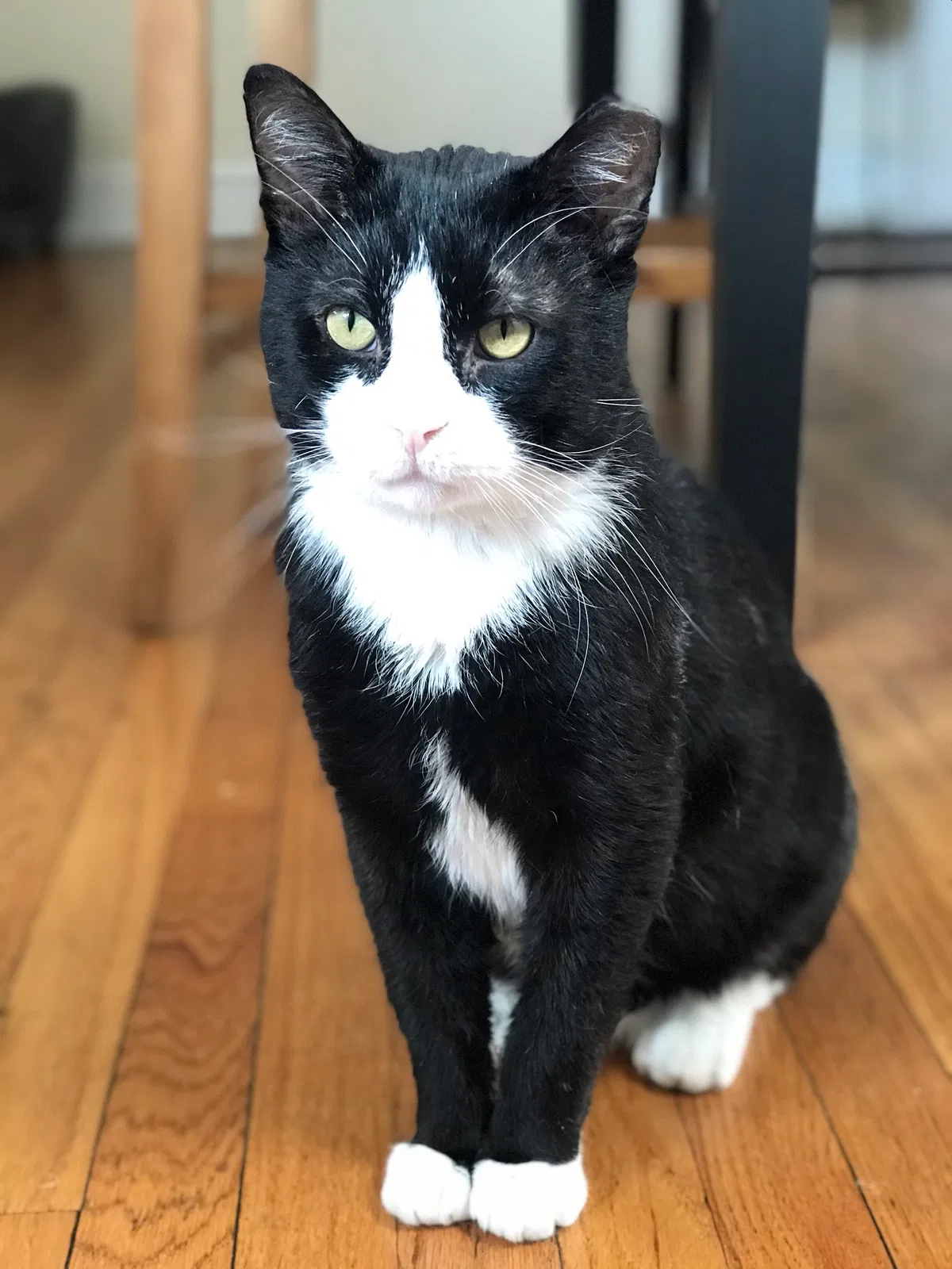 Lost cat in Chicago, IL, 60639