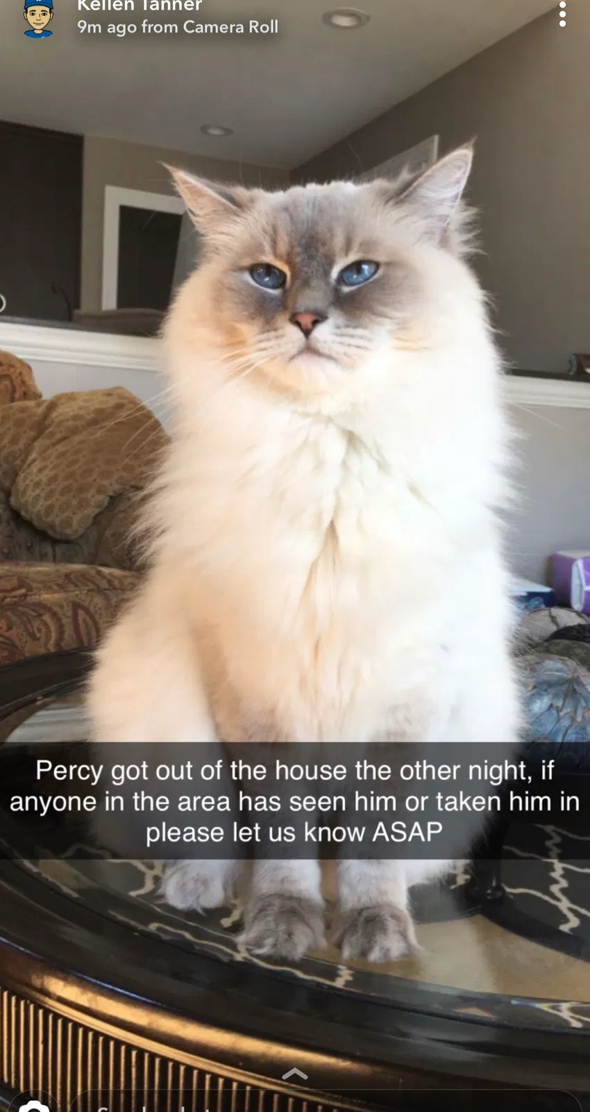Lost cat in Tinley Park, IL, 60487