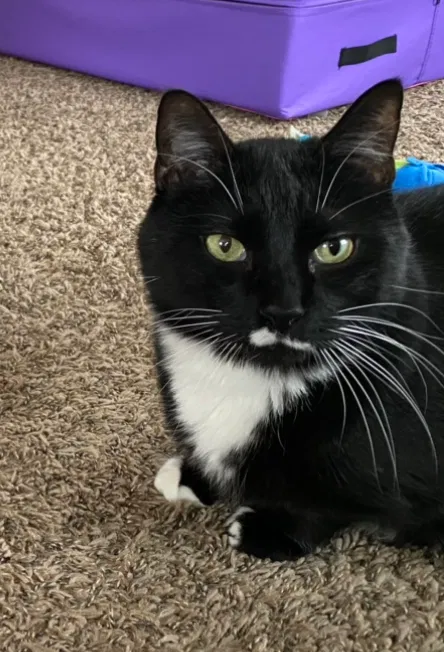 Lost cat in Loveland, CO, 80538