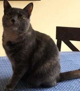 Lost cat in Lockport, IL, 60441