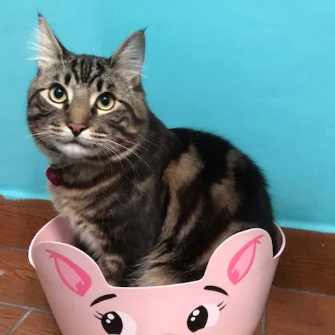 Lost cat in South Gate, CA, 90280