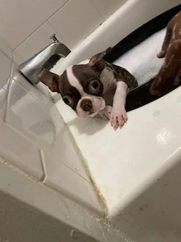 Lost dog in Chicago, IL, 60637