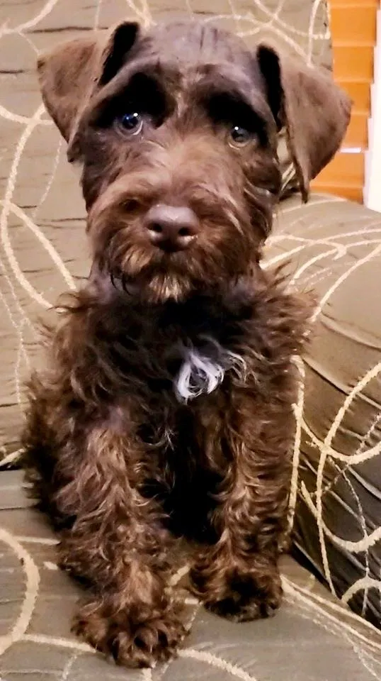 Lost dog in Houston, TX, 77021