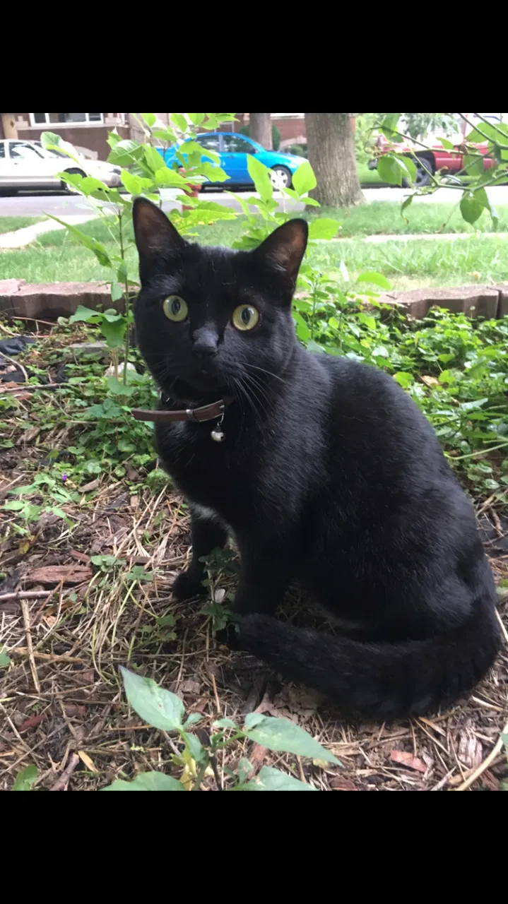 Lost cat in Chicago, IL, 60641