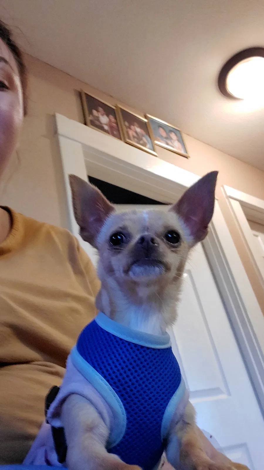 Lost dog in San Diego, CA, 92139