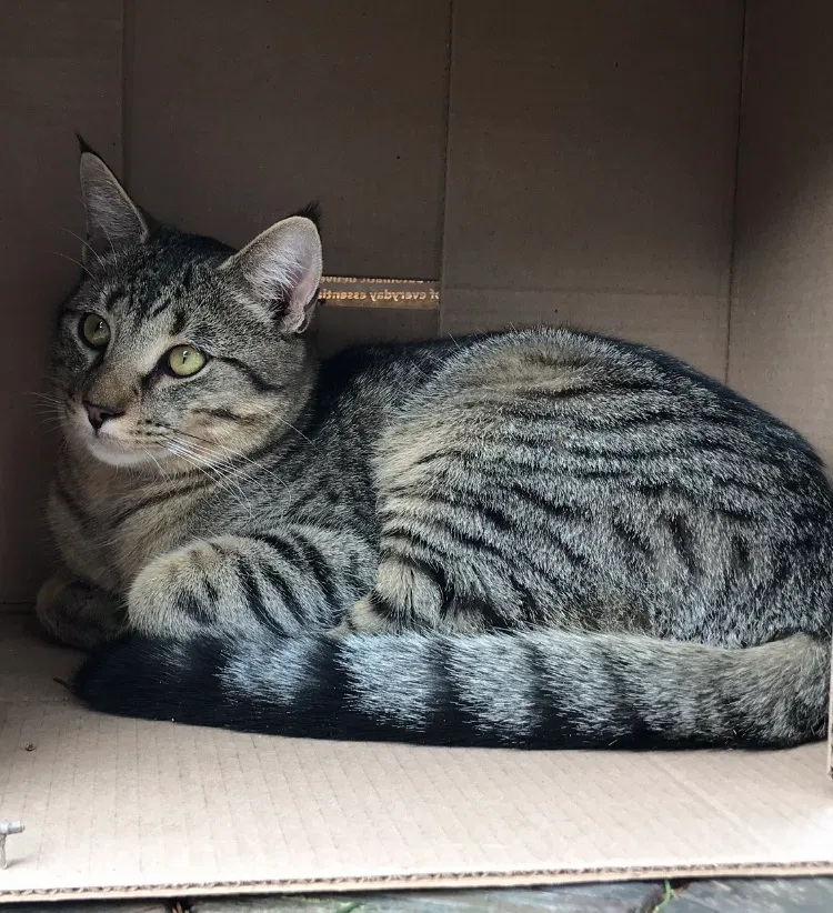 Lost cat in Schwenksville, PA, 19473