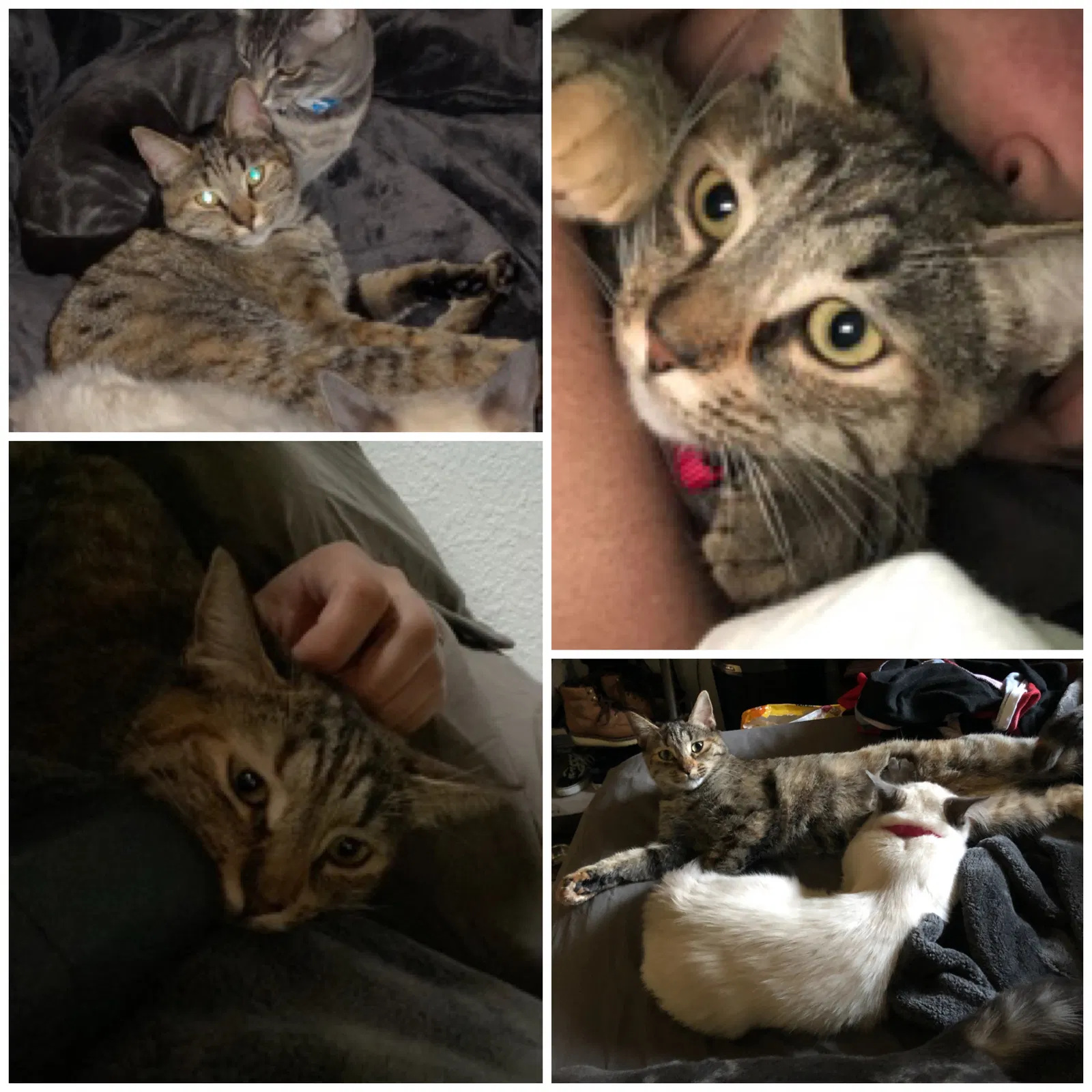 Lost cat in Whittier, CA, 90604