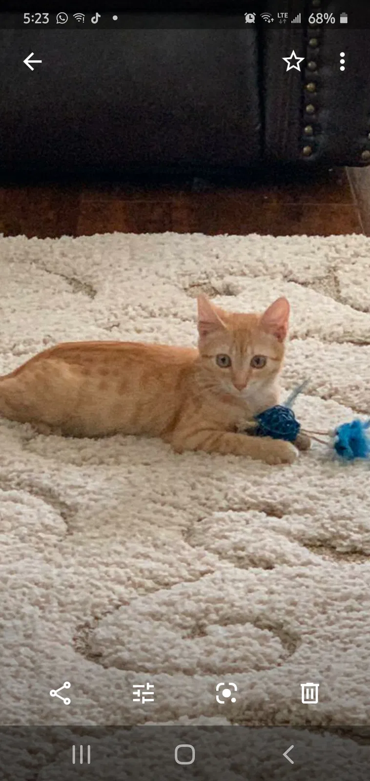 Lost cat in San Antonio, TX, 78249