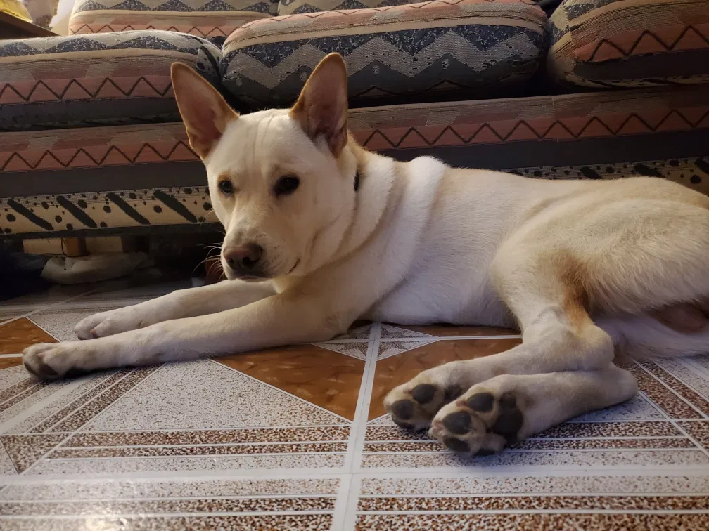 Lost dog in San Antonio, TX, 78239