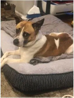 Lost dog in Chicago, IL, 60647
