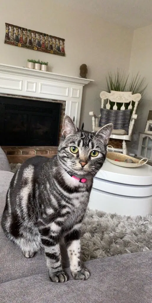 Lost cat in Redmond, WA, 98052