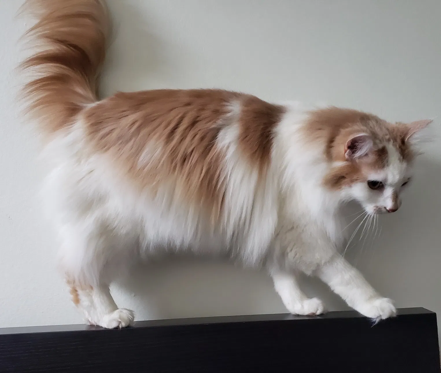 Lost cat in El Monte, CA, 91731