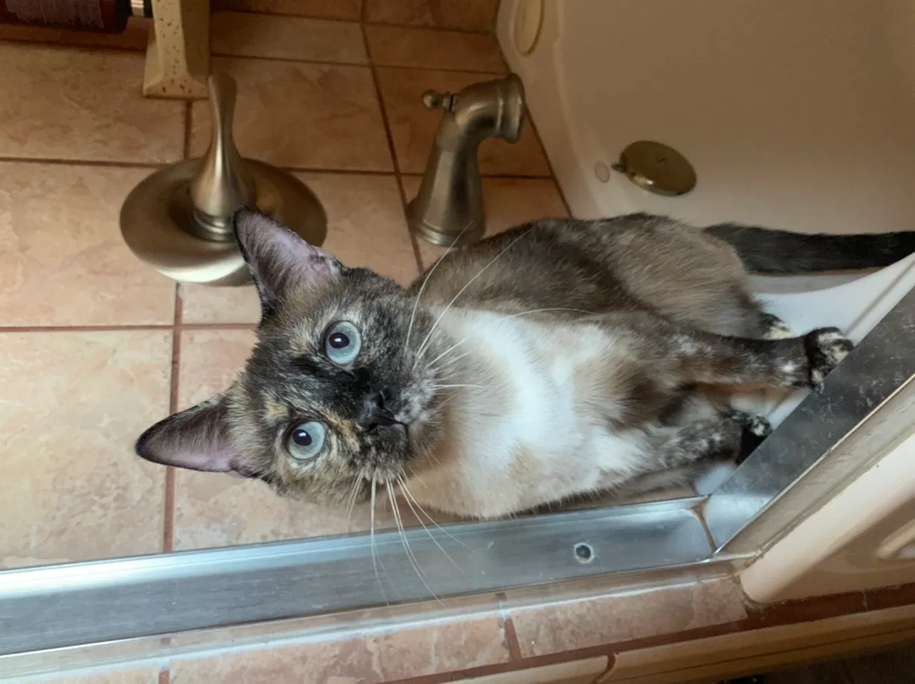 Lost cat in Southaven, MS, 38671
